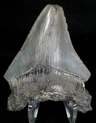 Bargain Megalodon Tooth - South Carolina #18418